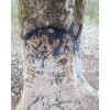 Black Fire Original - Goudron attractif sanglier — vue 5