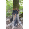 Black Fire Original - Goudron attractif sanglier — vue 6