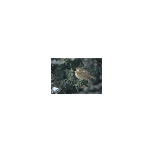 Appeau grive musicienne - Helen Baud — vue 4