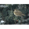 Appeau grive musicienne - Helen Baud — vue 4