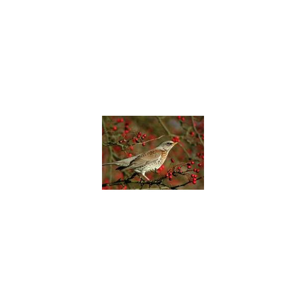 Appeau grive litorne - Helen Baud — vue 3