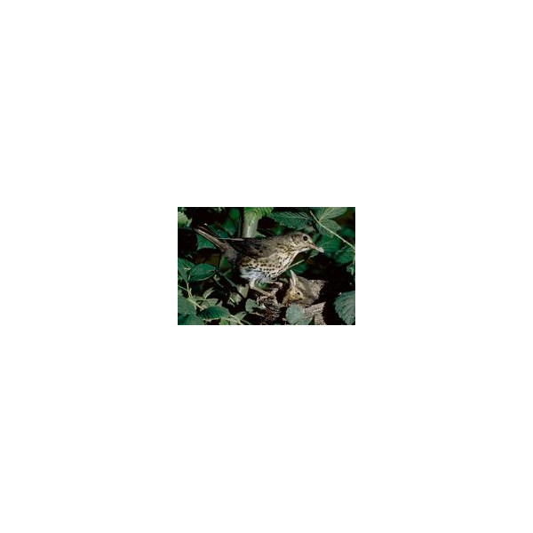 Appeau grive musicienne - Helen Baud — vue 3