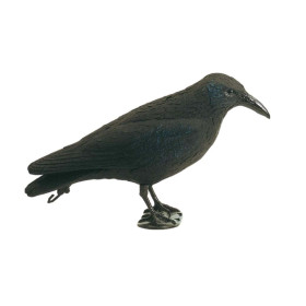 Appelant corbeau