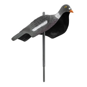 Appelant pigeon anglais — vue 2