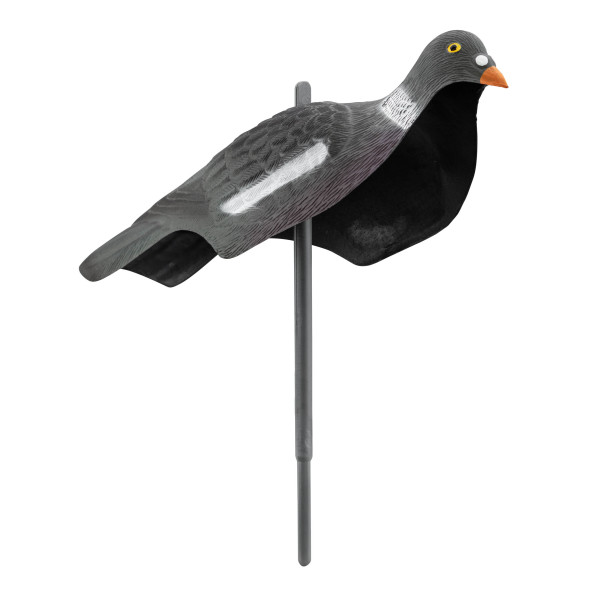 Appelant pigeon anglais — vue 2