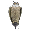 Appelant Grand Duc ailes battantes