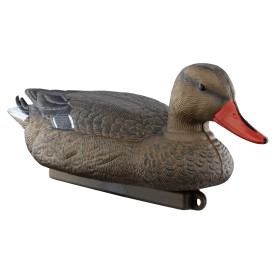 Appelant colvert femelle