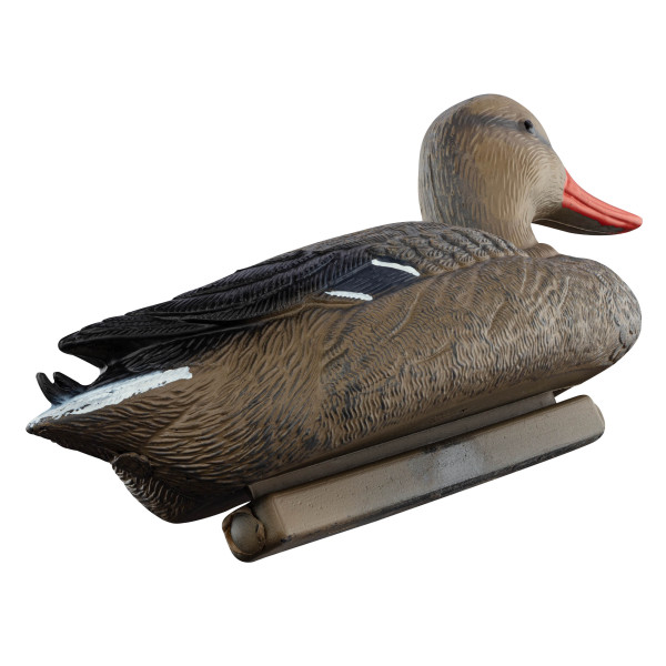 Appelant colvert femelle — vue 2