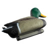 Appelant colvert mâle — vue 2