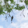 Support à suspendre pour appelant pigeon — vue 3