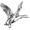 Pin's Jack Pyke - Canard